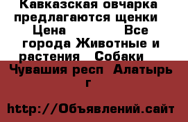 Кавказская овчарка -предлагаются щенки › Цена ­ 20 000 - Все города Животные и растения » Собаки   . Чувашия респ.,Алатырь г.